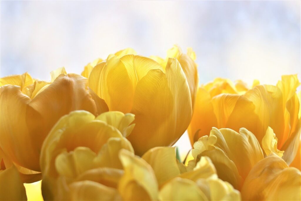 affirmations for jealousy tulips