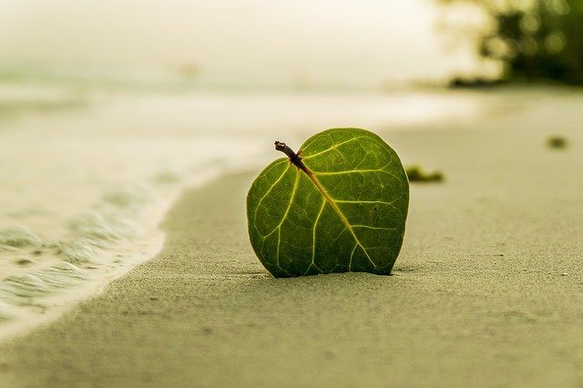 beach leaf