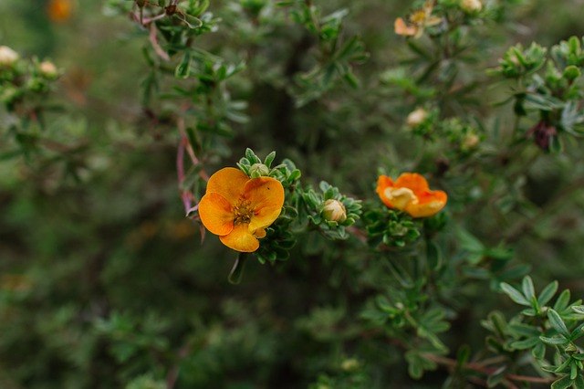 conquefoil shrub