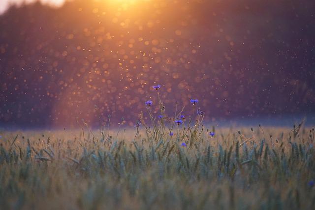 cornflowers