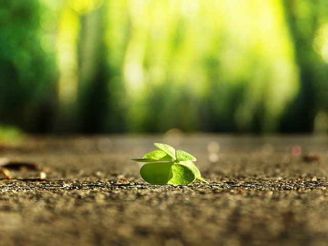 daily grief affirmations four leafs