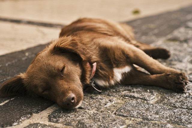 dog sleeping