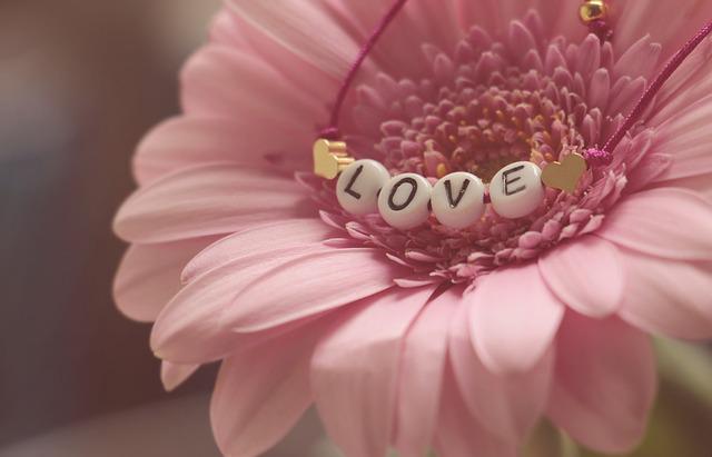 gerbera pink rose