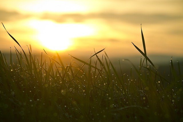 grass in the early hours