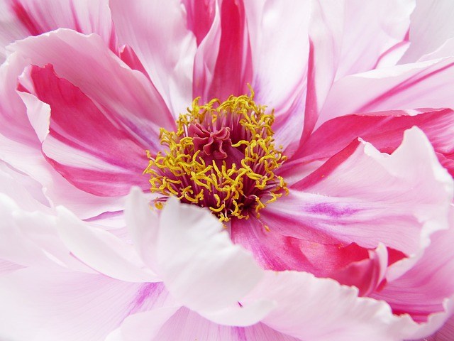 peony flower