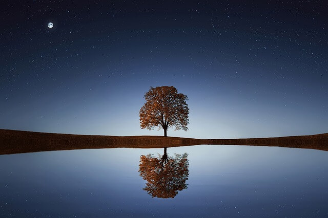 tree in space