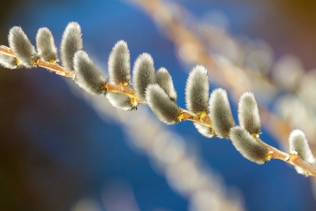 willow catkin